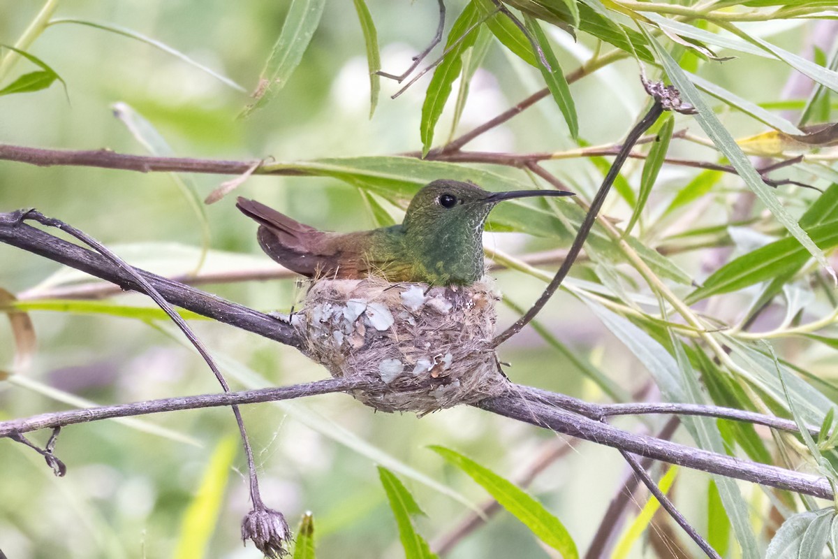 Berylline Hummingbird - ML645500382