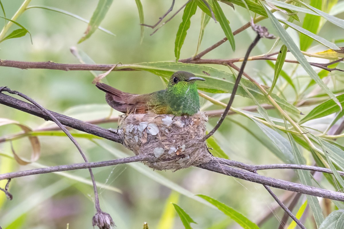 Berylline Hummingbird - ML645500383