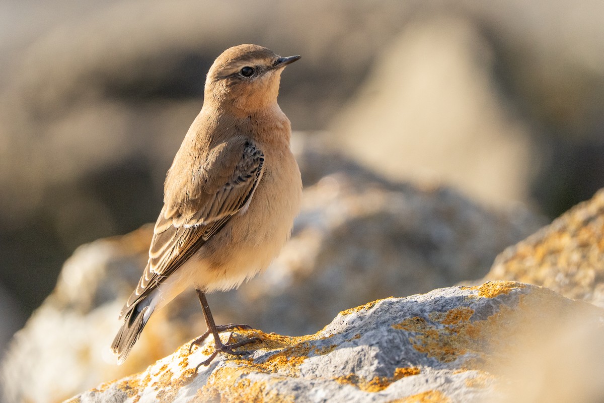 Northern Wheatear - ML645500385