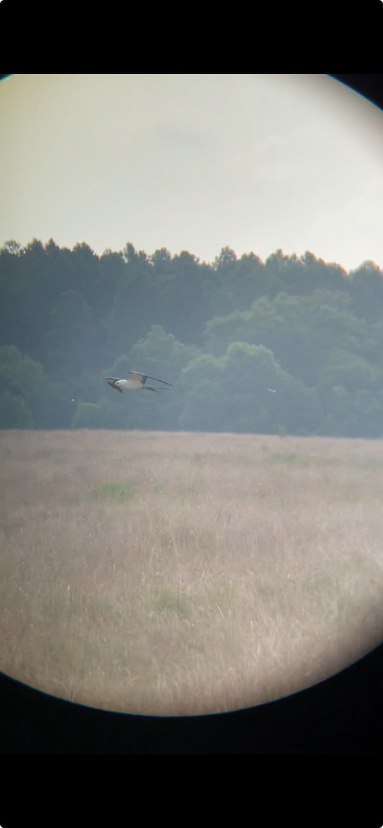 Swallow-tailed Kite - ML645500386
