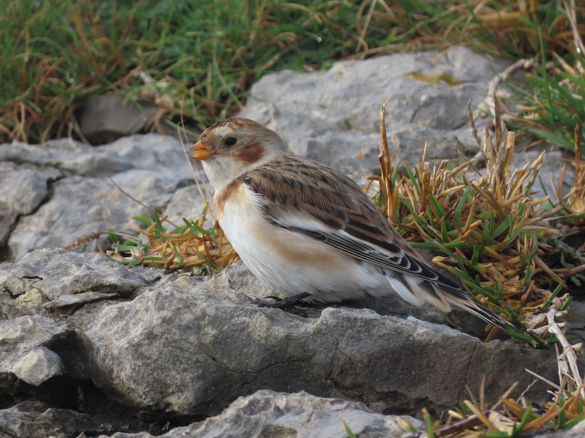 Elur-berdantza - ML645500390