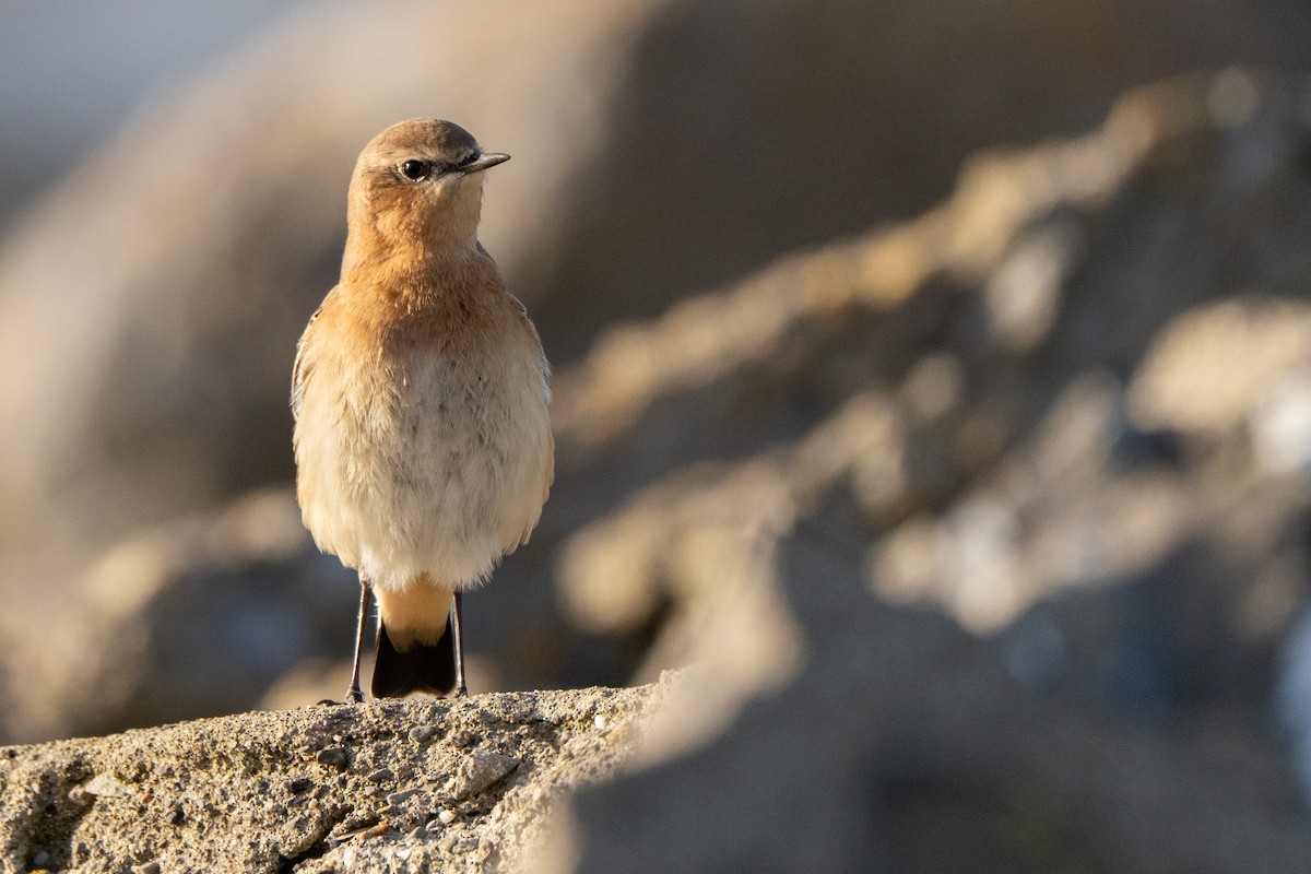 Northern Wheatear - ML645500392
