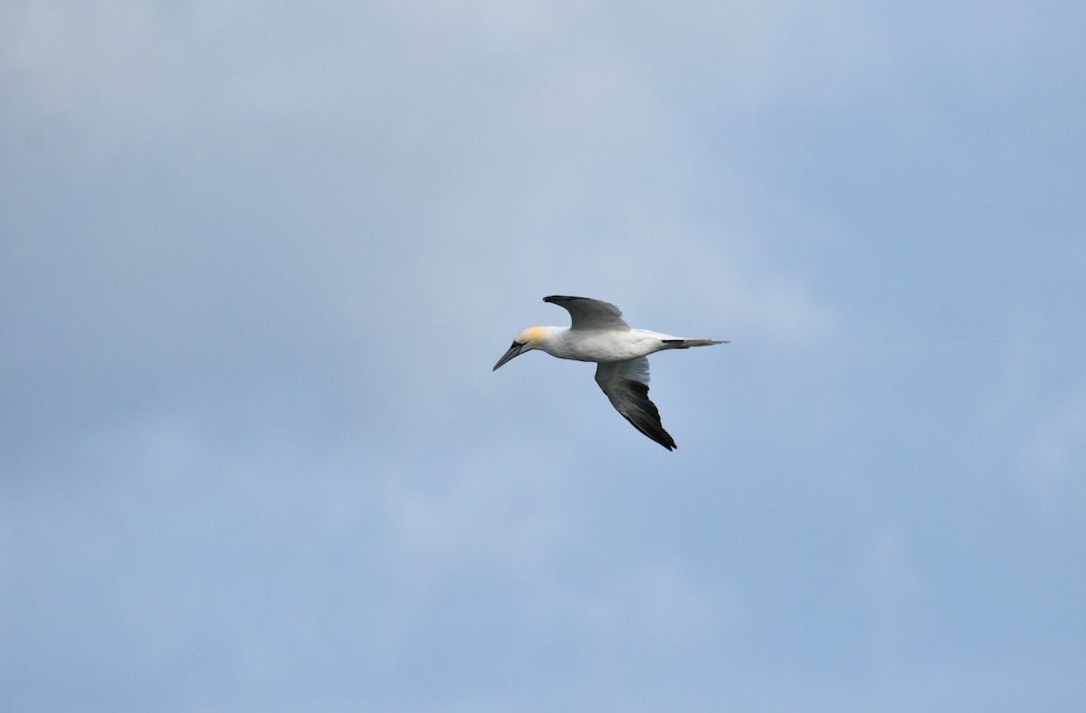 Northern Gannet - ML645500394
