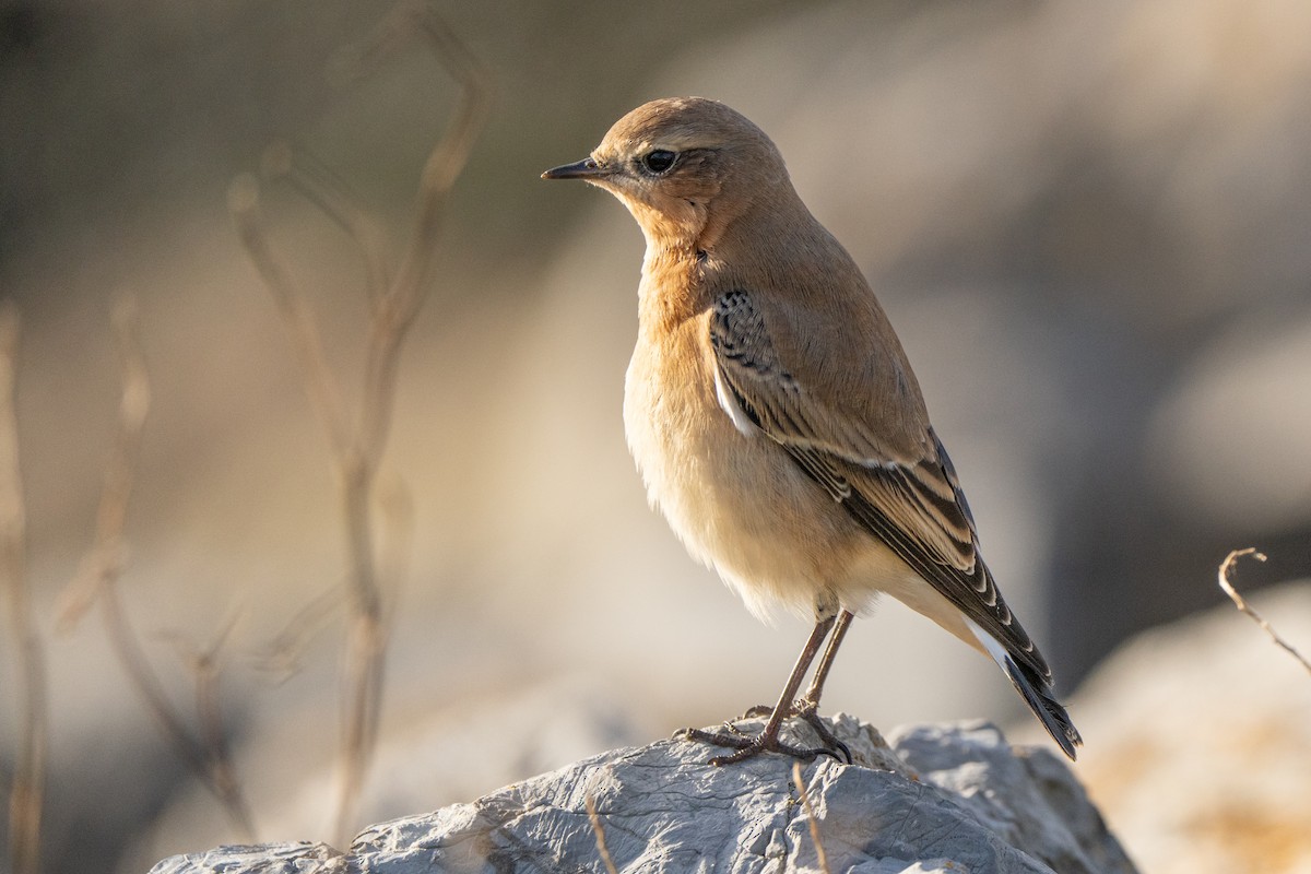 Northern Wheatear - ML645500396