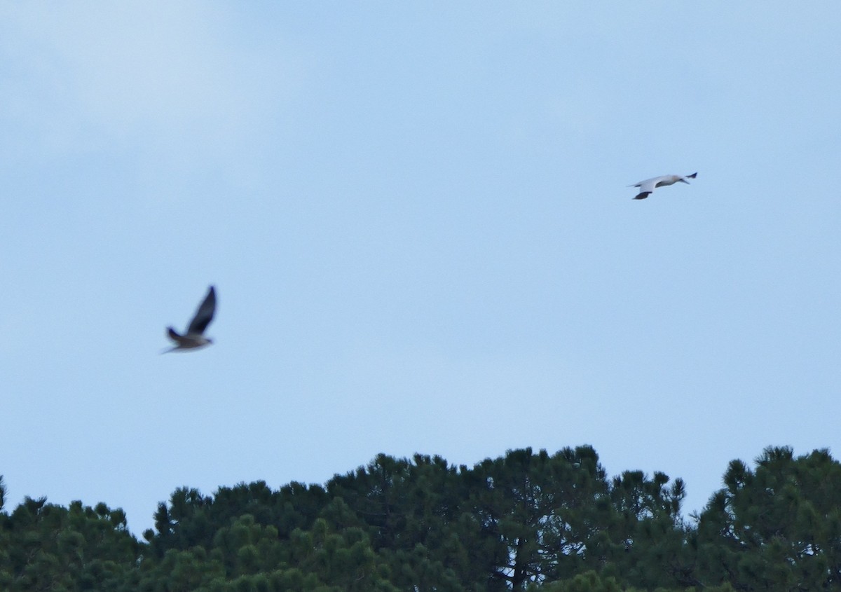 Northern Gannet - ML645500401