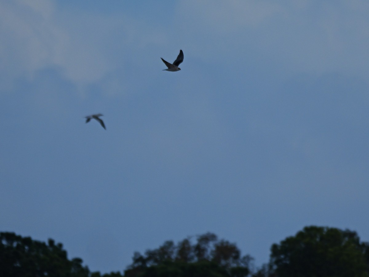 Black-winged Kite - ML645500409