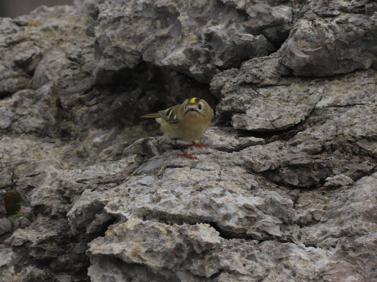 Mendi-erregetxoa - ML645500428