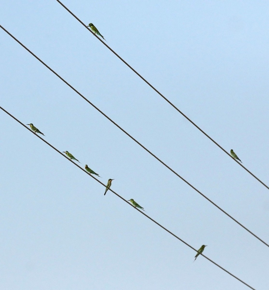 שרקרק ירוק - ML645500431