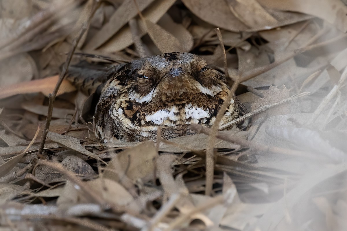 Red-necked Nightjar - ML645500432