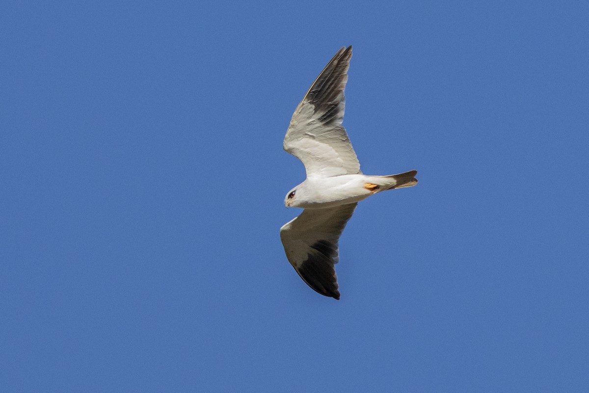 Black-winged Kite - ML645500441