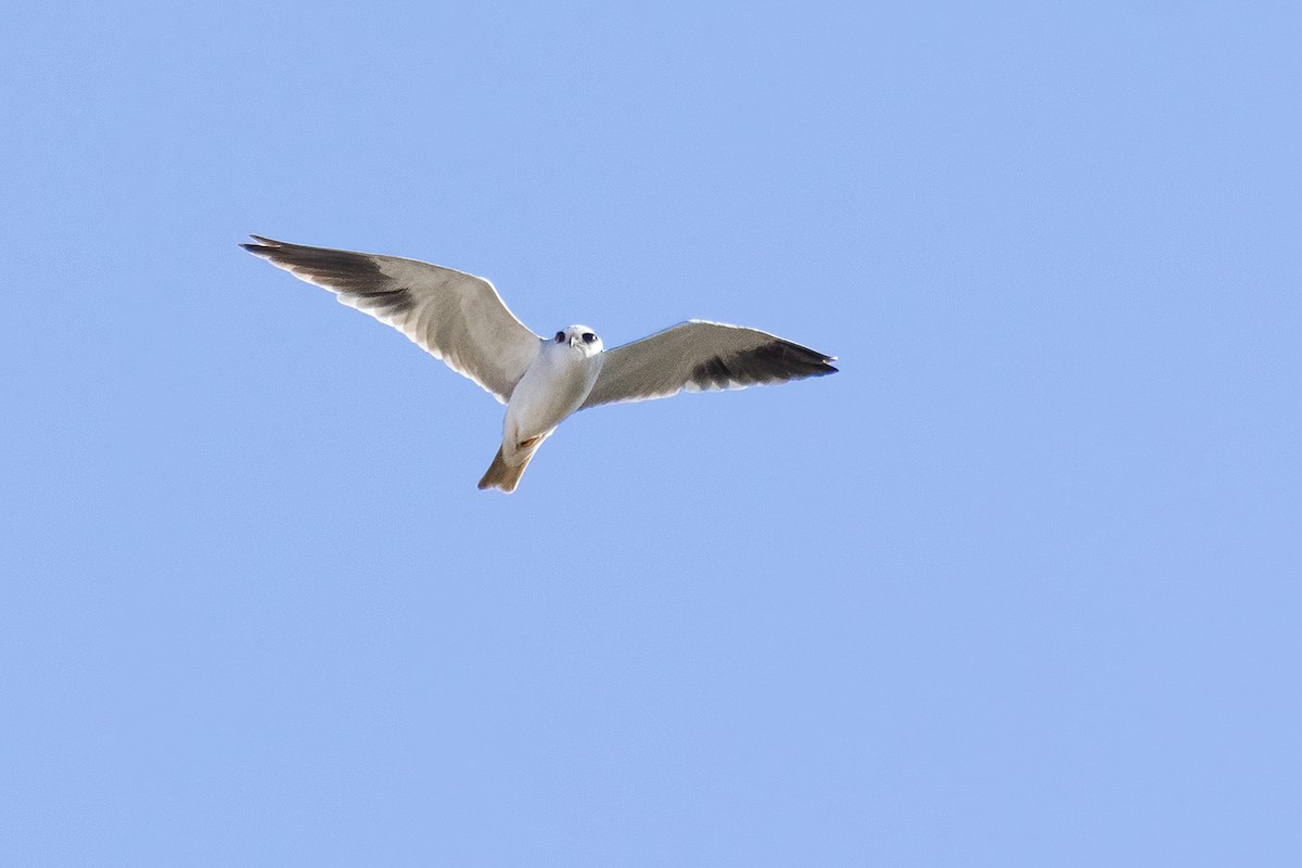 Black-winged Kite - ML645500442