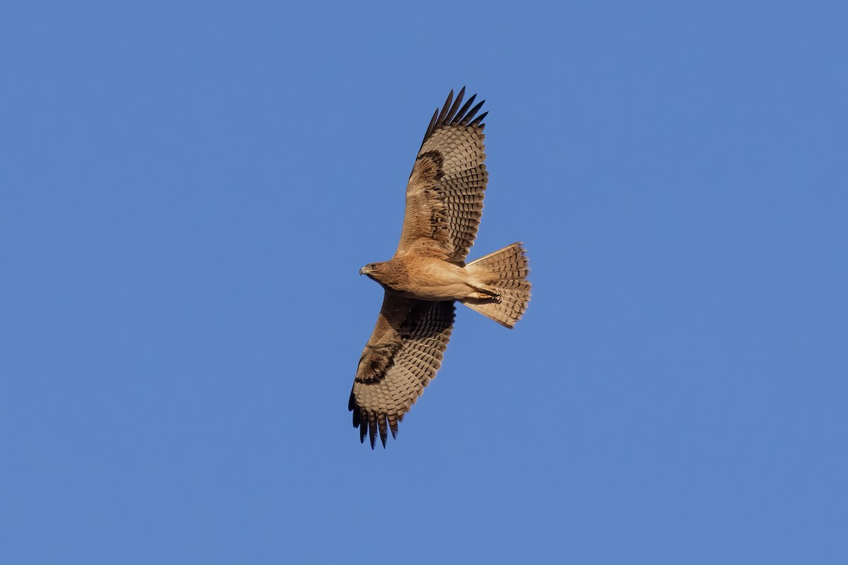 Bonelli's Eagle - ML645500445