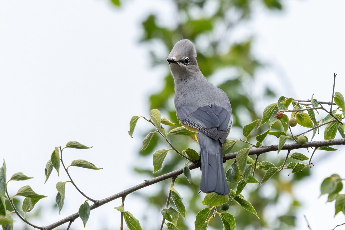 Gray Silky-flycatcher - ML645500446