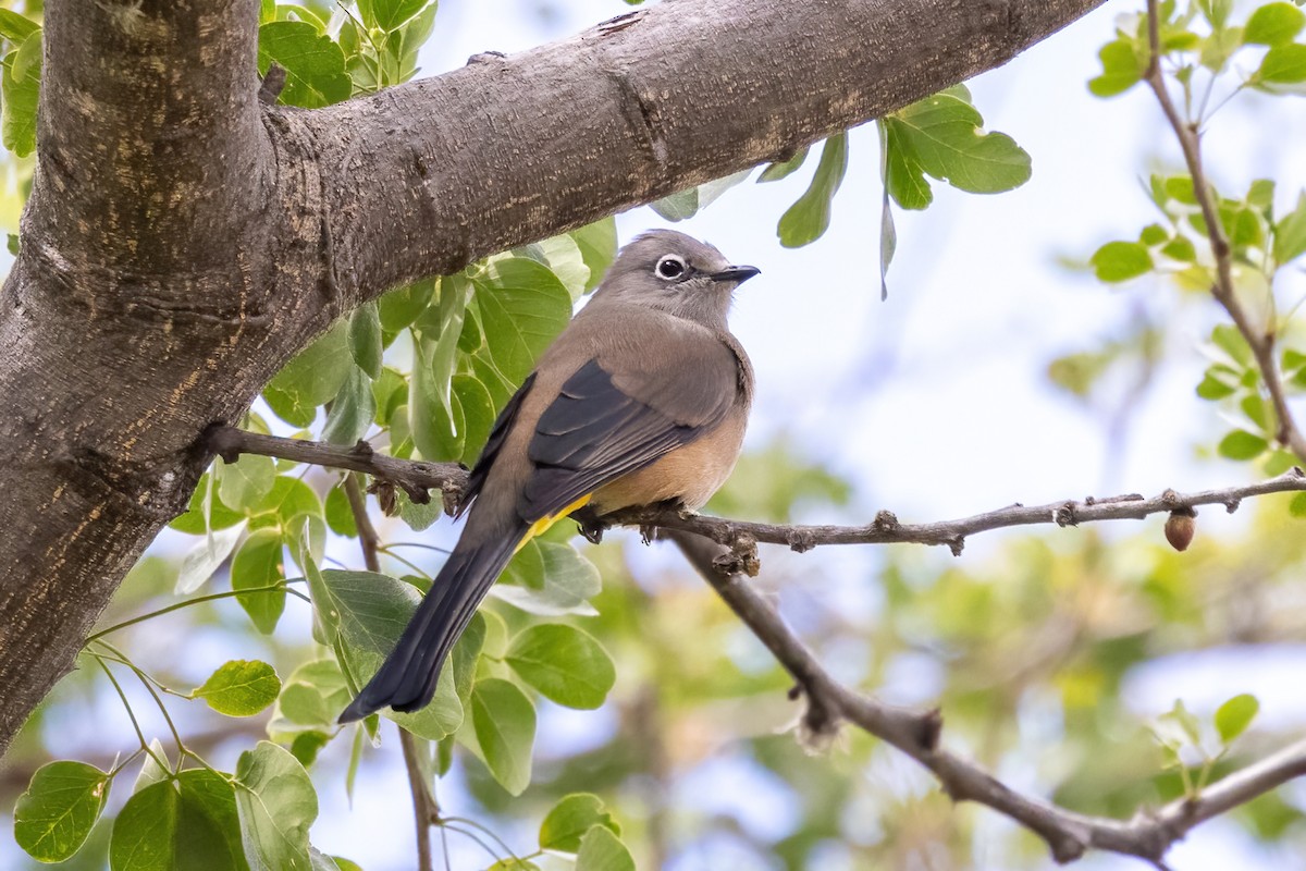 Gray Silky-flycatcher - ML645500447