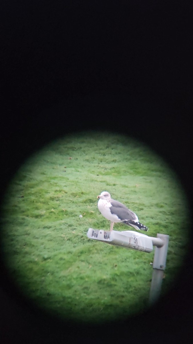 Lesser Black-backed Gull - ML645500449