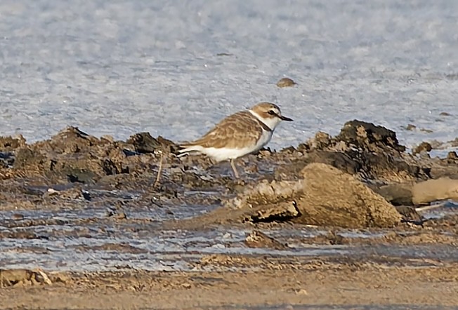 Snowy Plover - ML645500451
