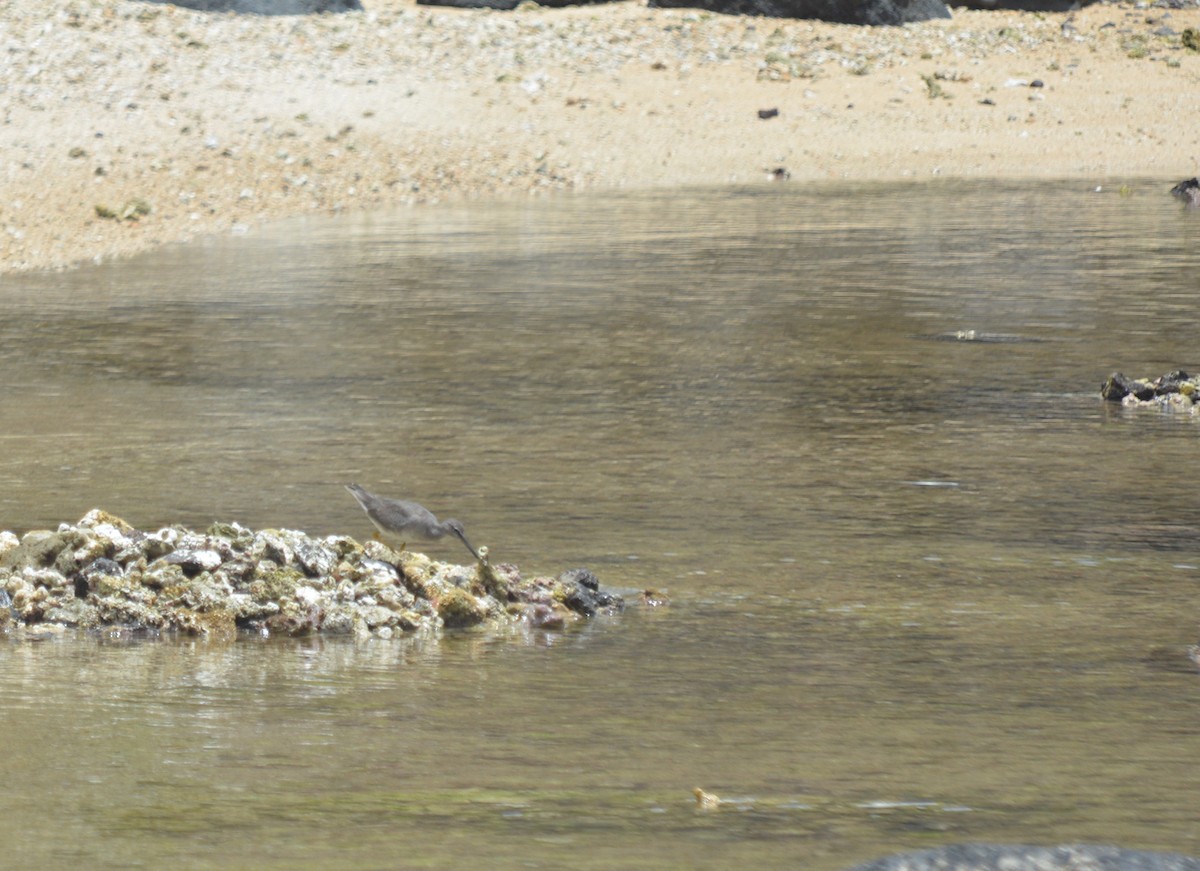 Wandering Tattler - ML645500458