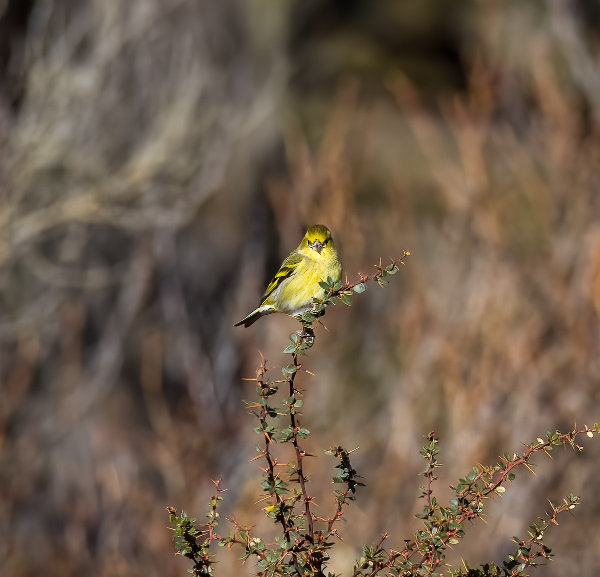 čížek vousatý - ML645500466