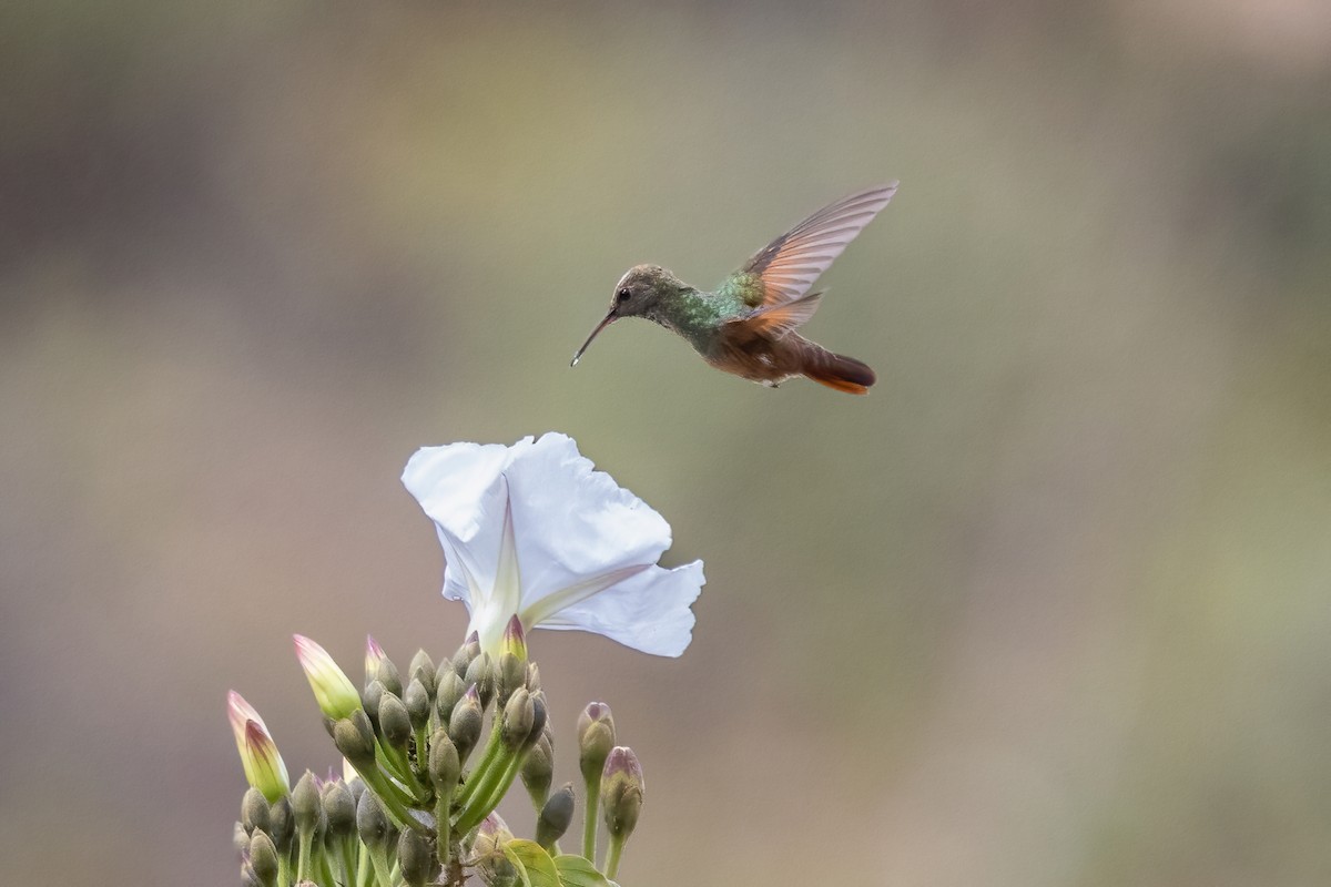 Berylline Hummingbird - ML645500474