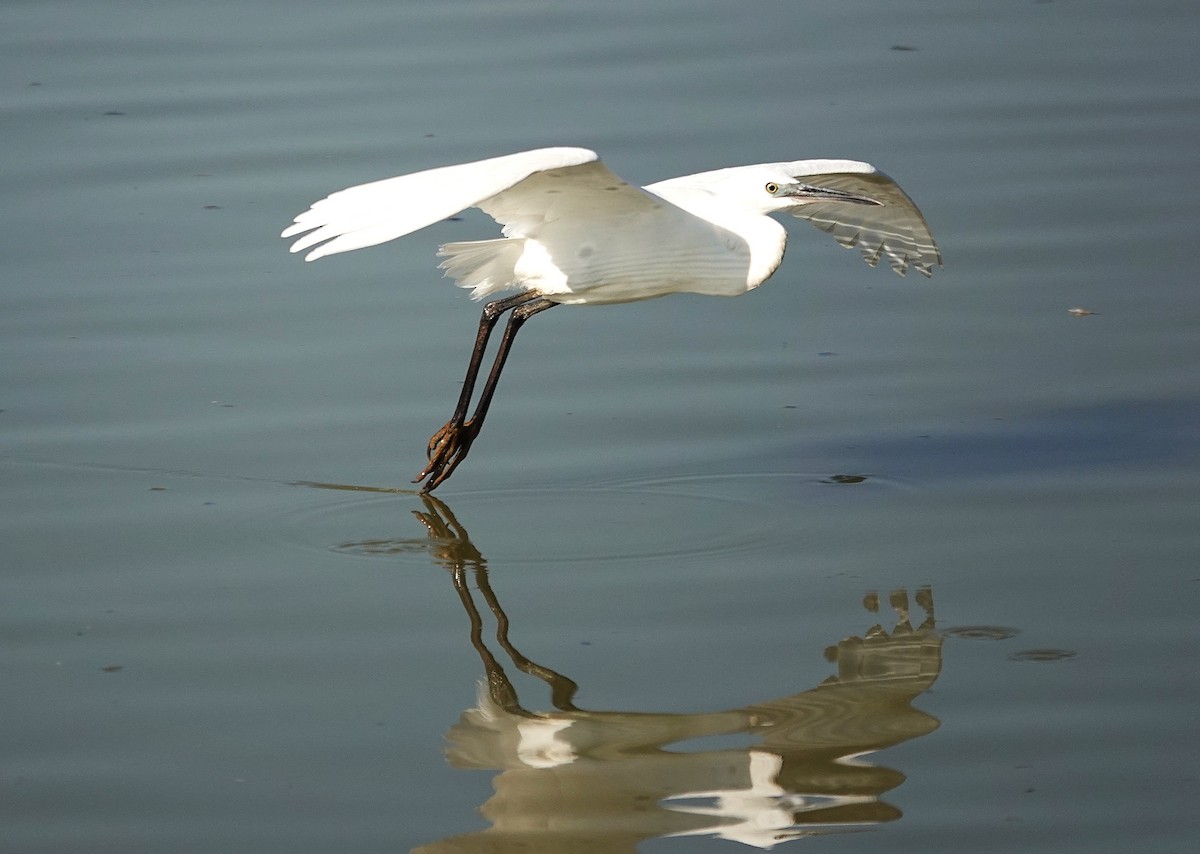 Little Egret - ML645500499