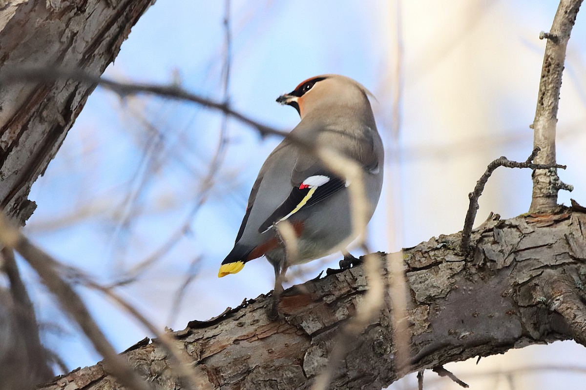 Bohemian Waxwing - ML645500502