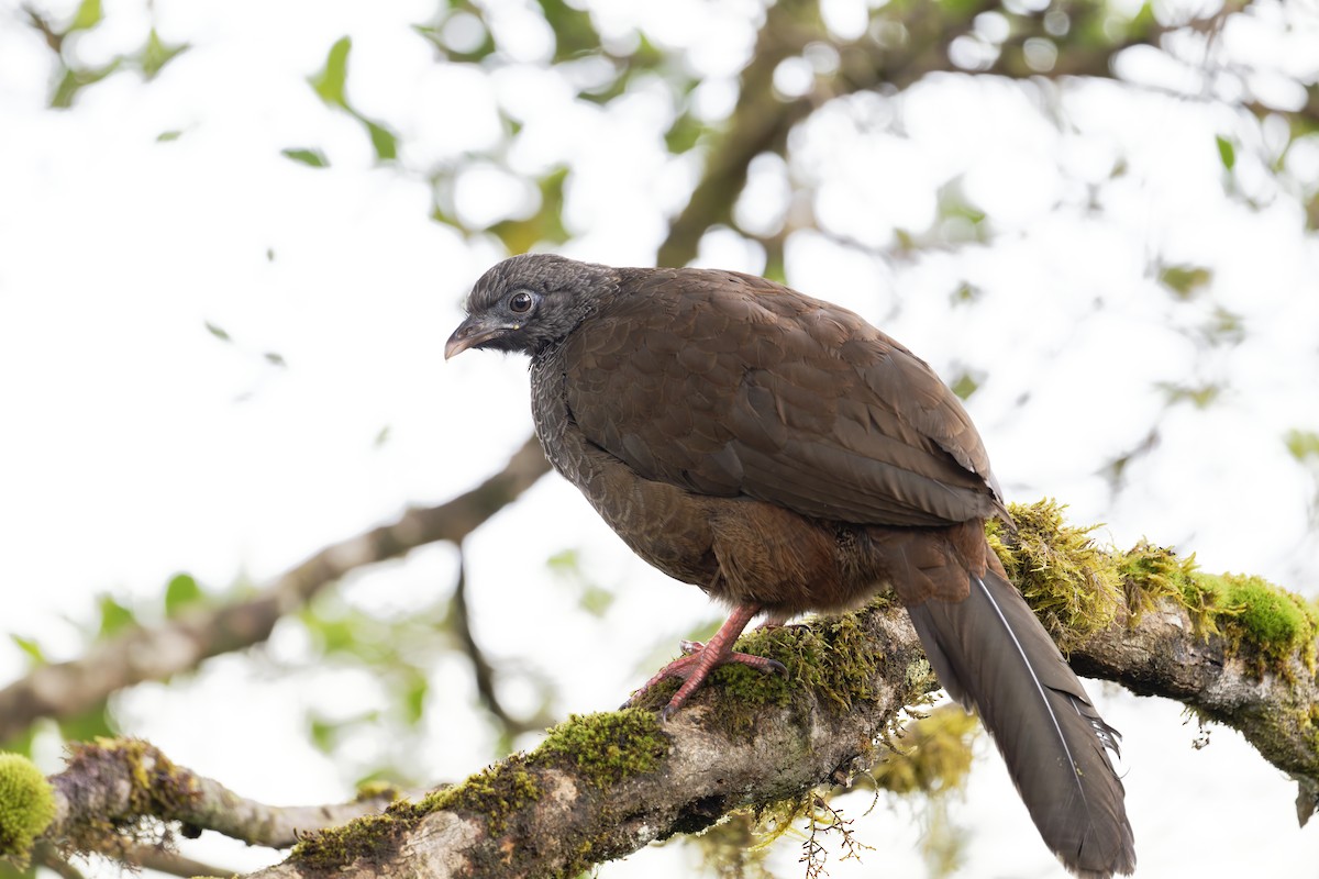 Пенелопа андська - ML645500513