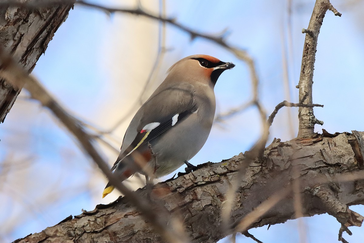Bohemian Waxwing - ML645500514
