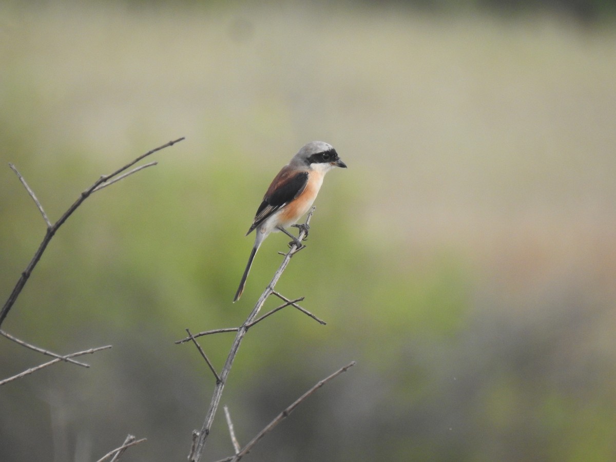 Bay-backed Shrike - ML645500531