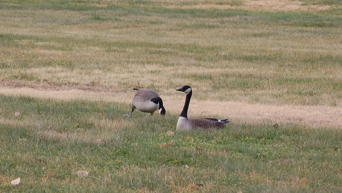 Canada Goose - ML645500536