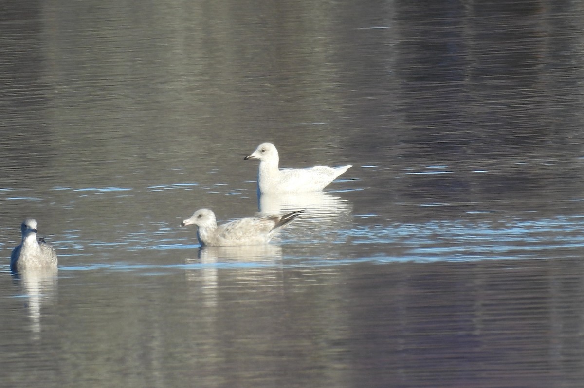 Iceland Gull - ML645500545