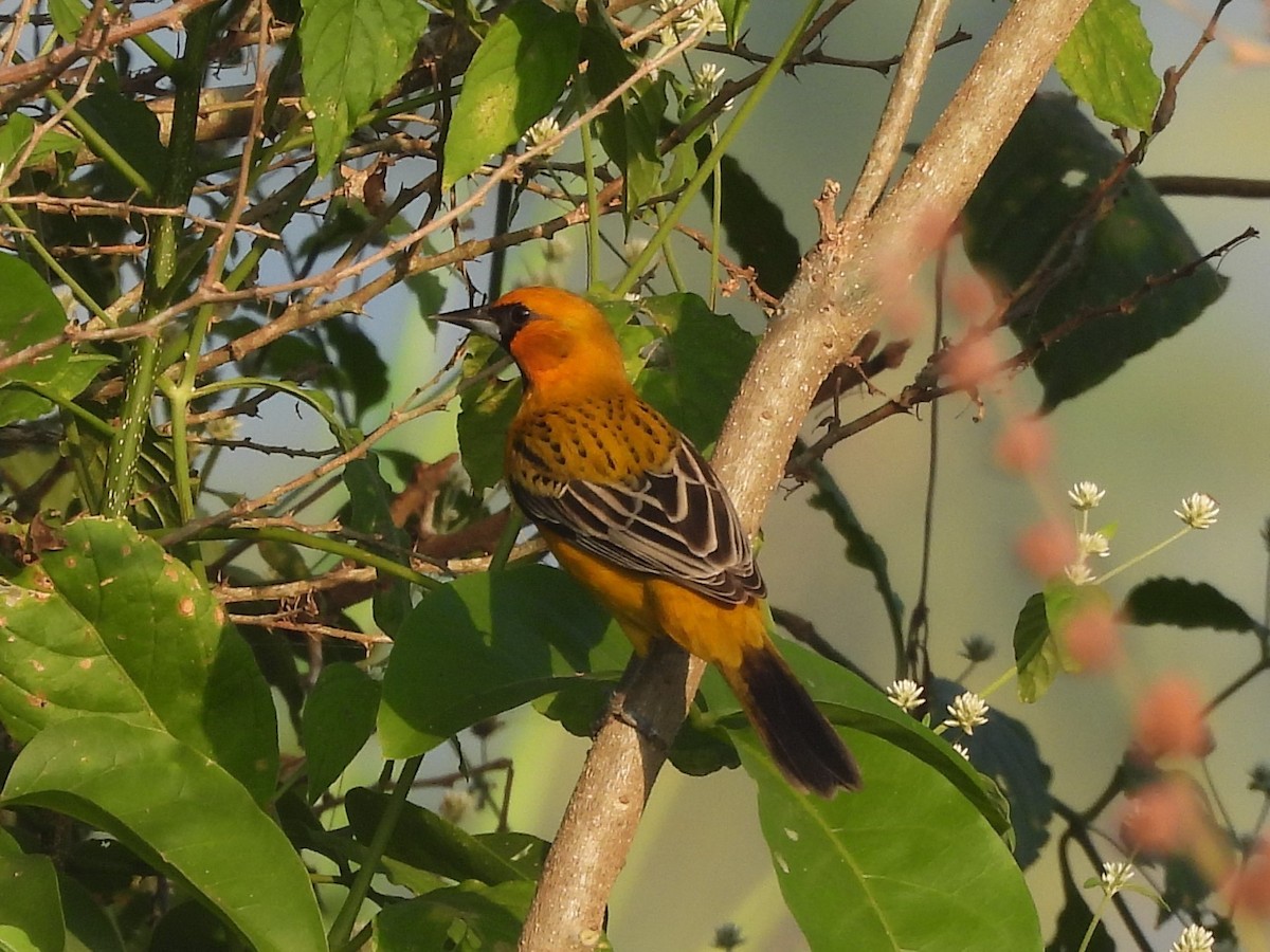 Streak-backed Oriole - ML645500549