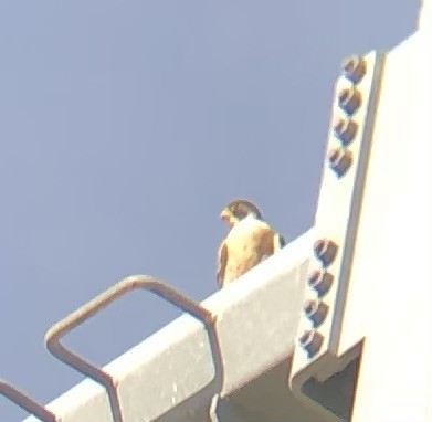 Peregrine Falcon - ML645500551
