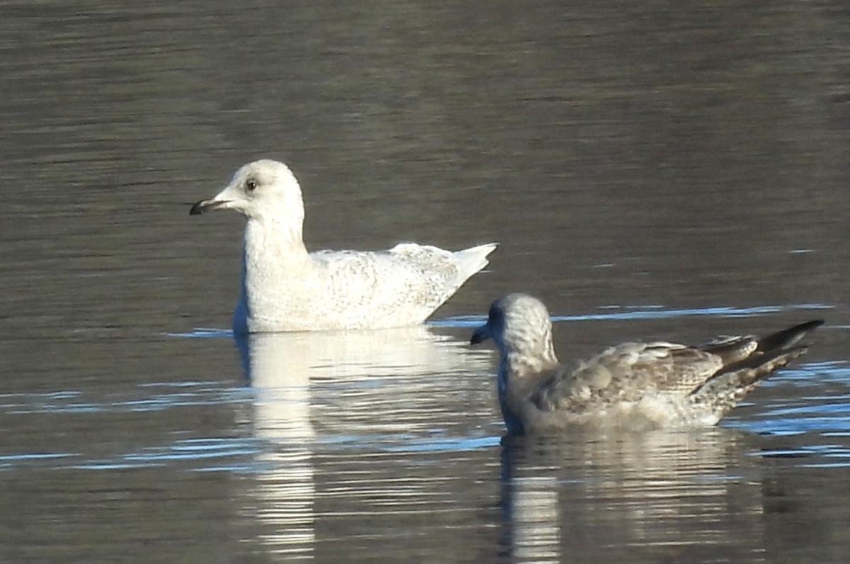 Iceland Gull - ML645500552