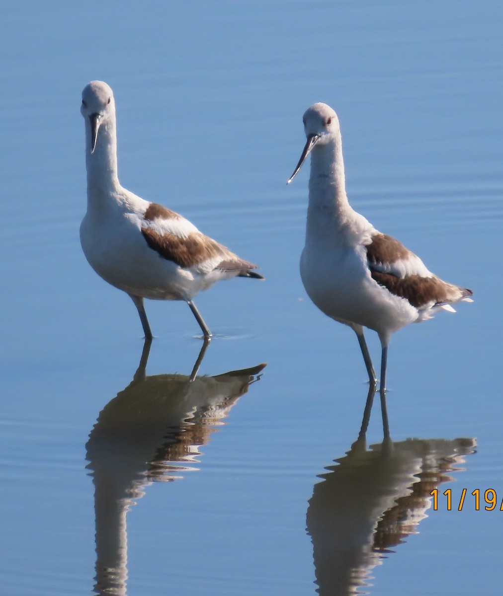 American Avocet - ML645500566