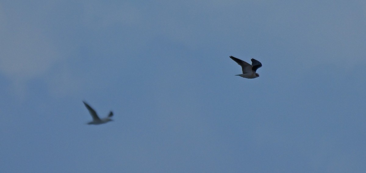 Black-winged Kite - ML645500569