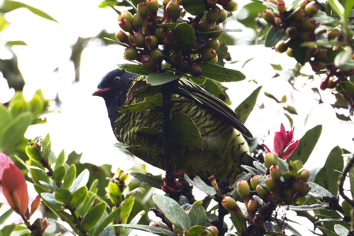 Barred Fruiteater - ML645500576