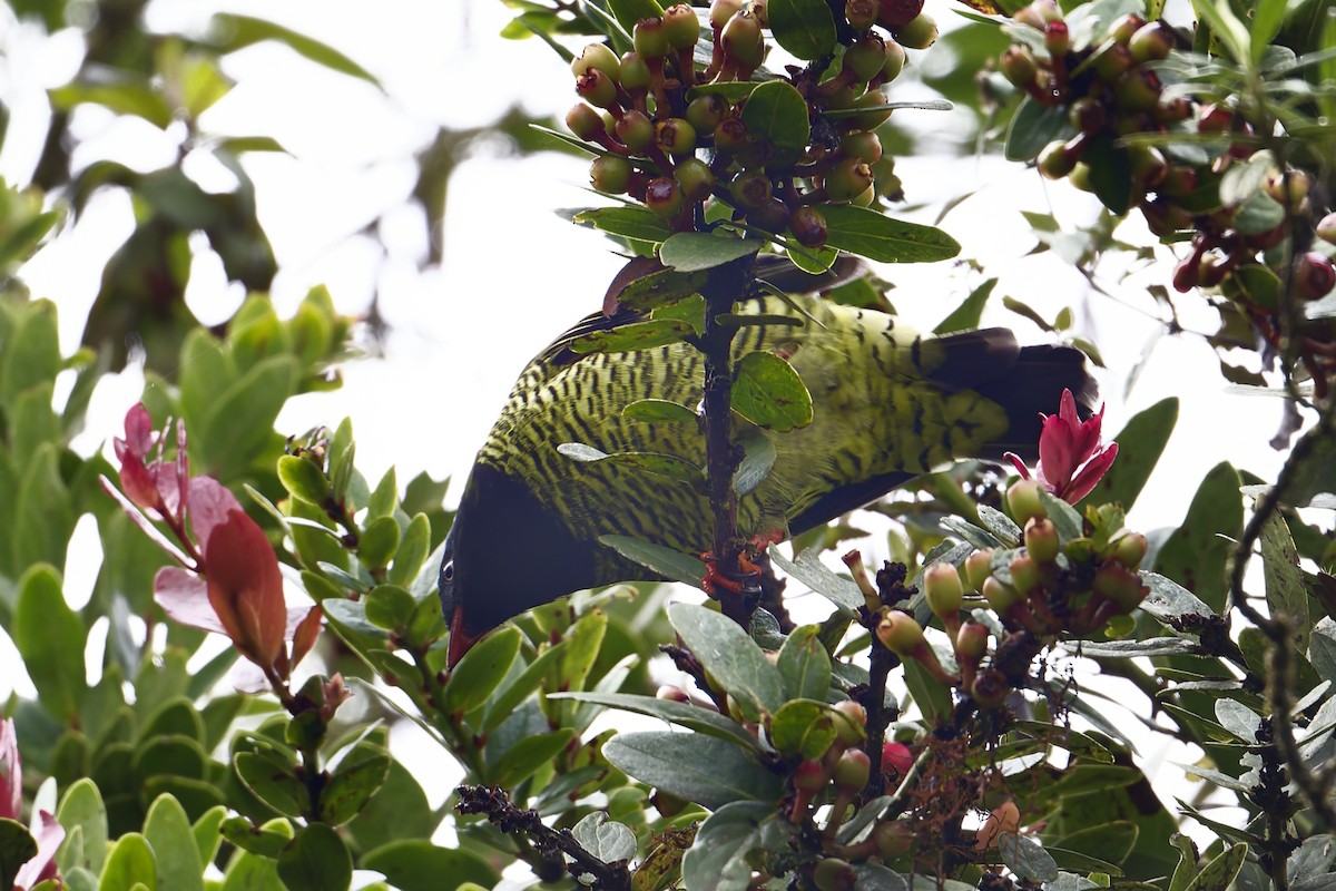 Barred Fruiteater - ML645500577