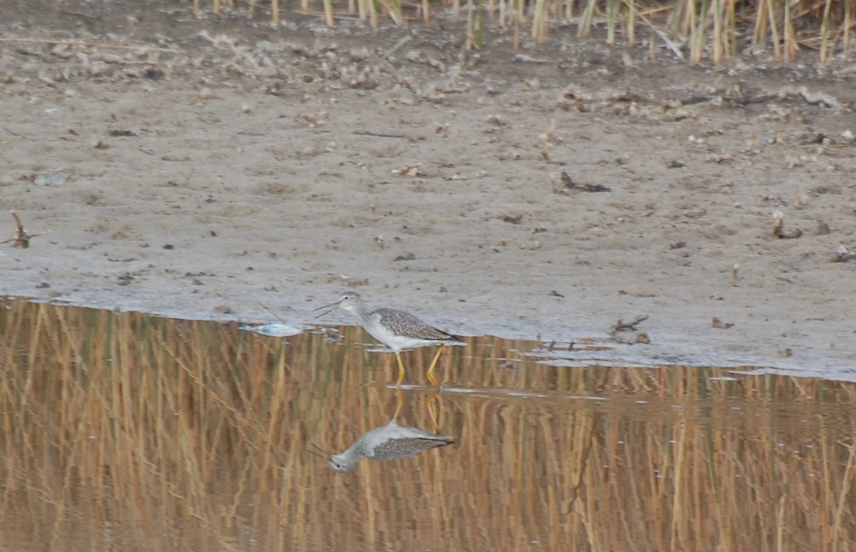 Greater Yellowlegs - ML645500578