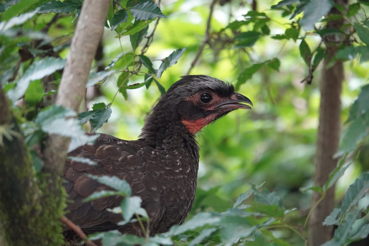 Red-faced Guan - ML645500579
