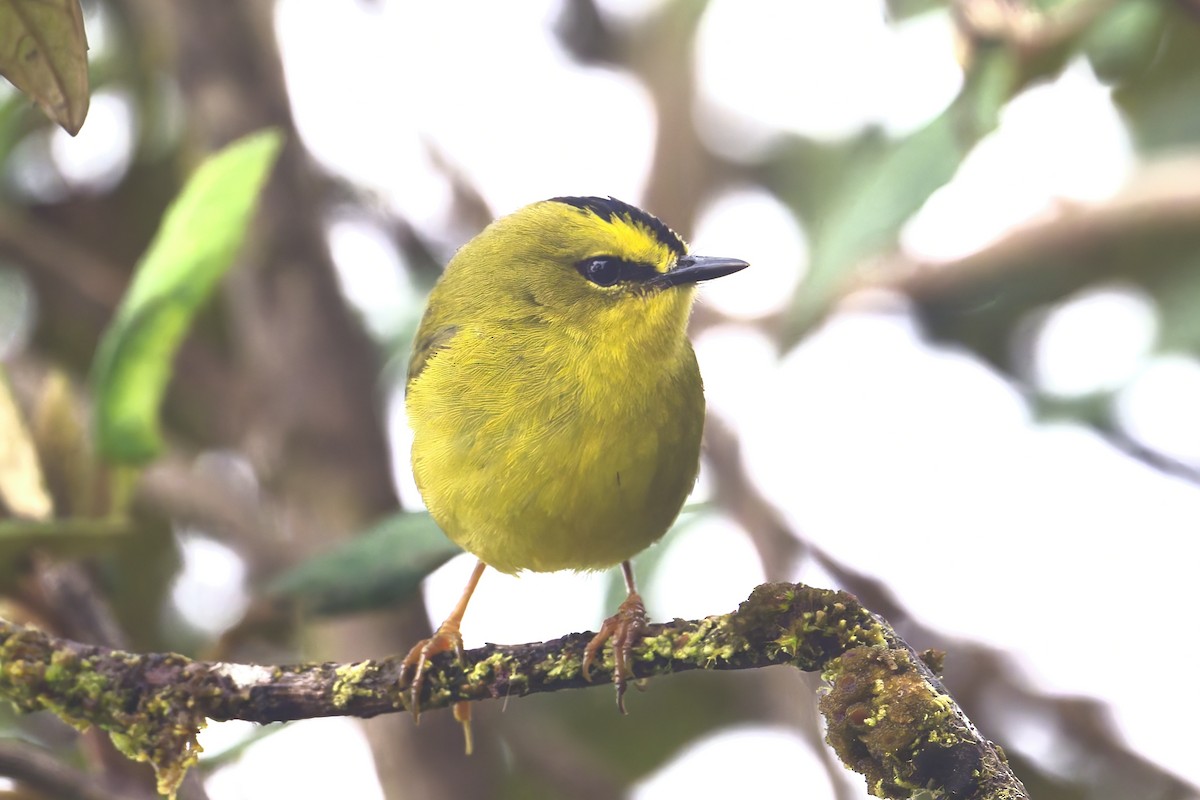 Black-crested Warbler - ML645500580