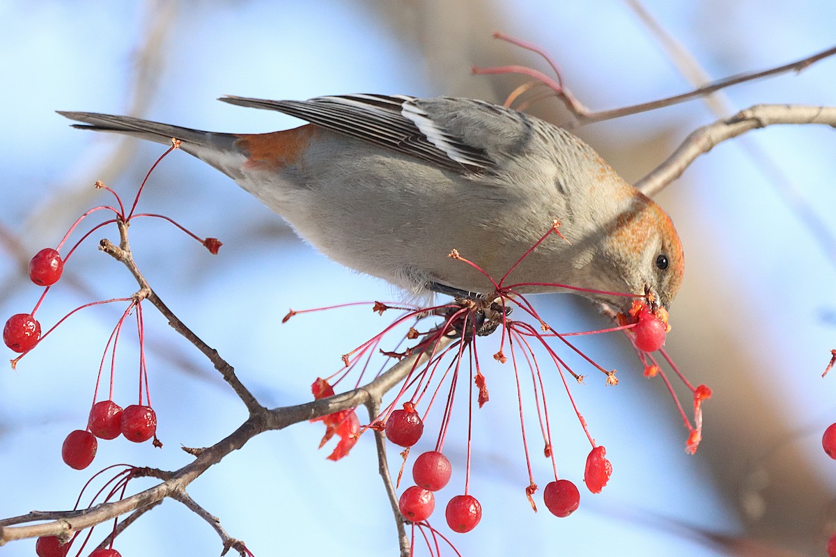 Pine Grosbeak - ML645500581
