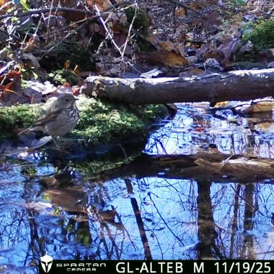 Hermit Thrush - ML645500583
