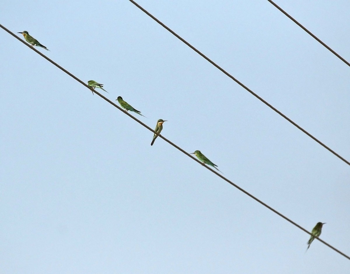 Blue-cheeked Bee-eater - ML645500584