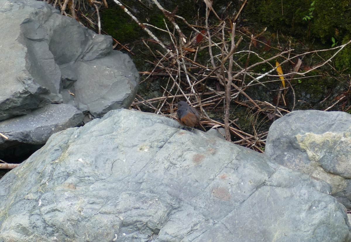 Luzon Redstart - ML645500585