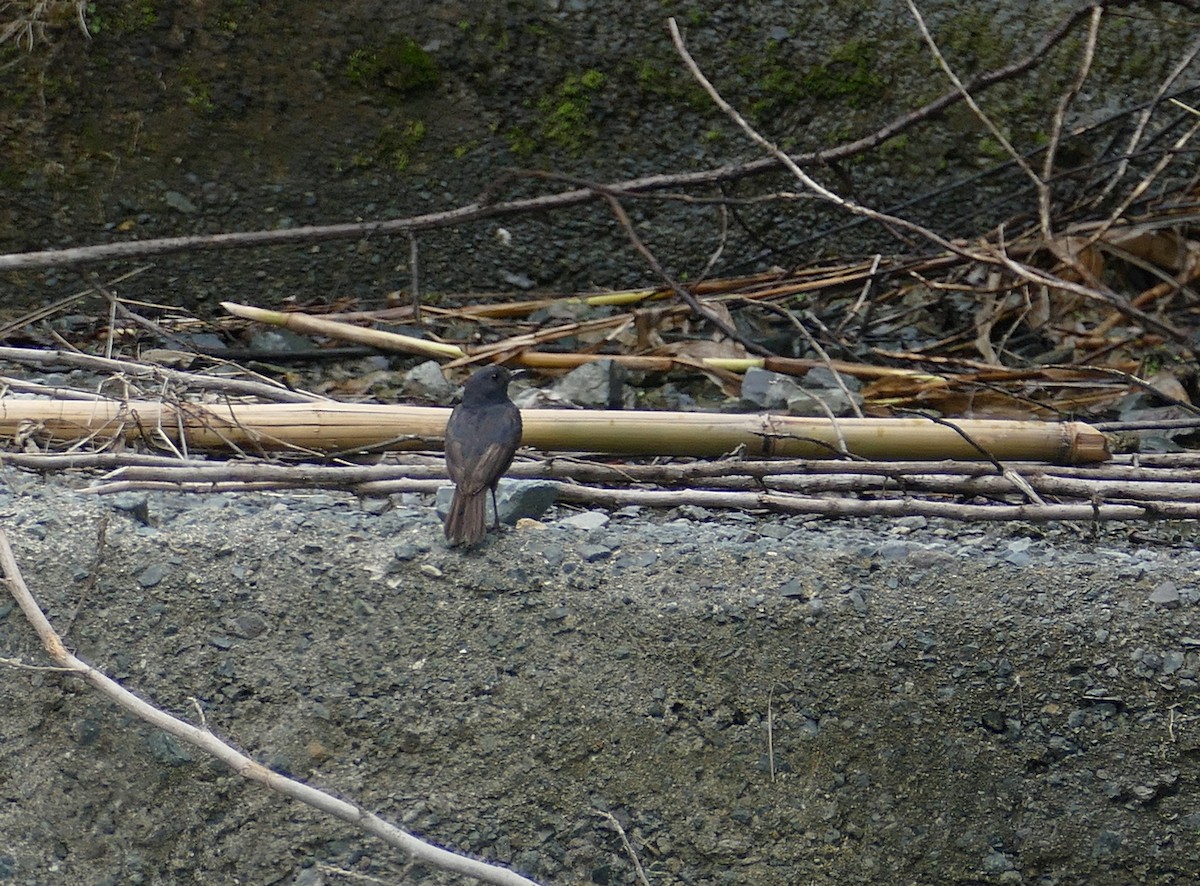 Luzon Redstart - ML645500586