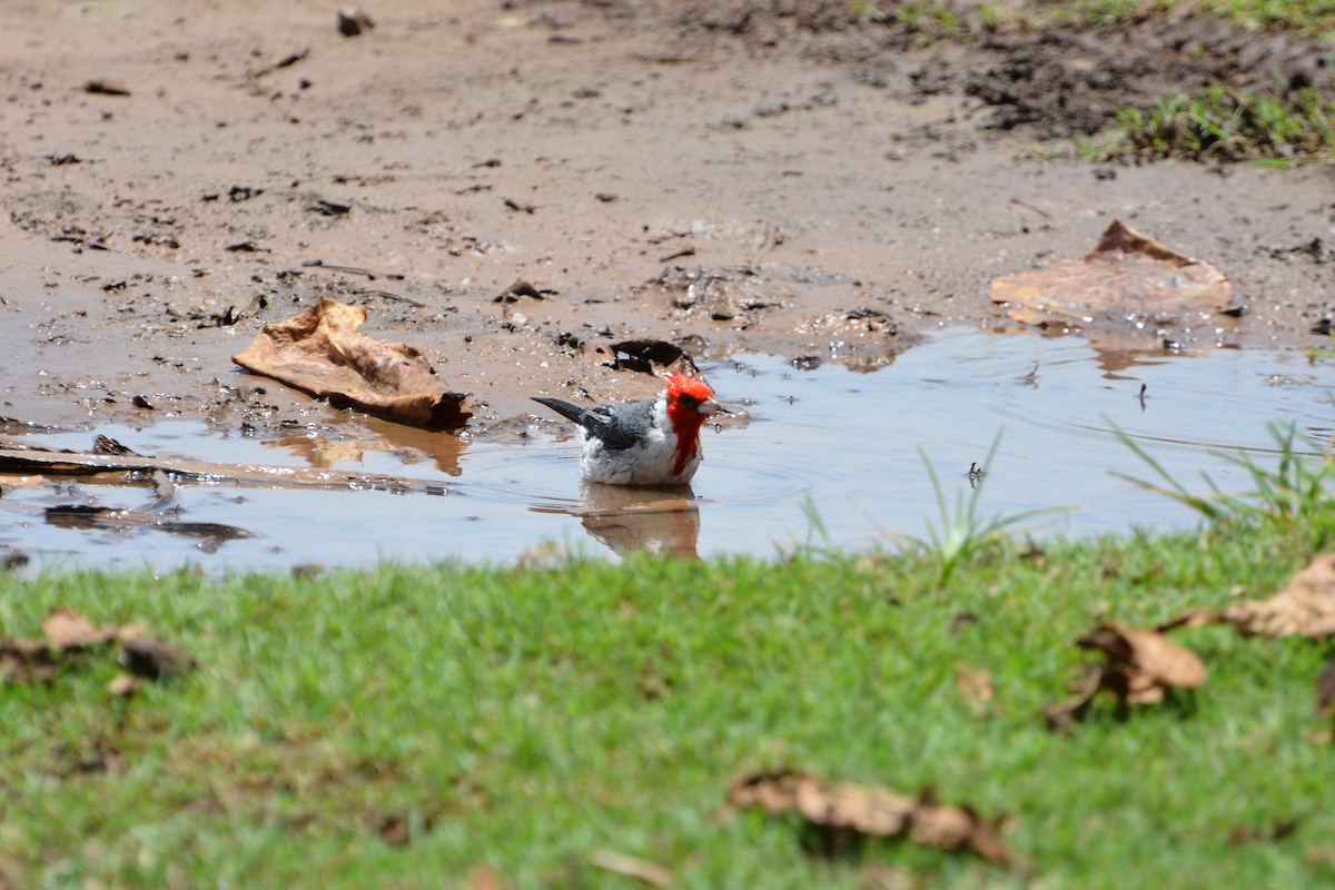 Red-crested Cardinal - ML645500587