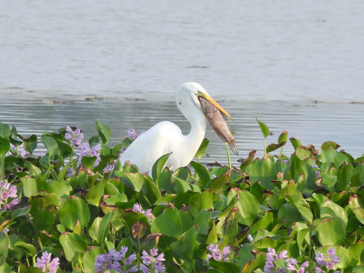 Great Egret - ML645500588