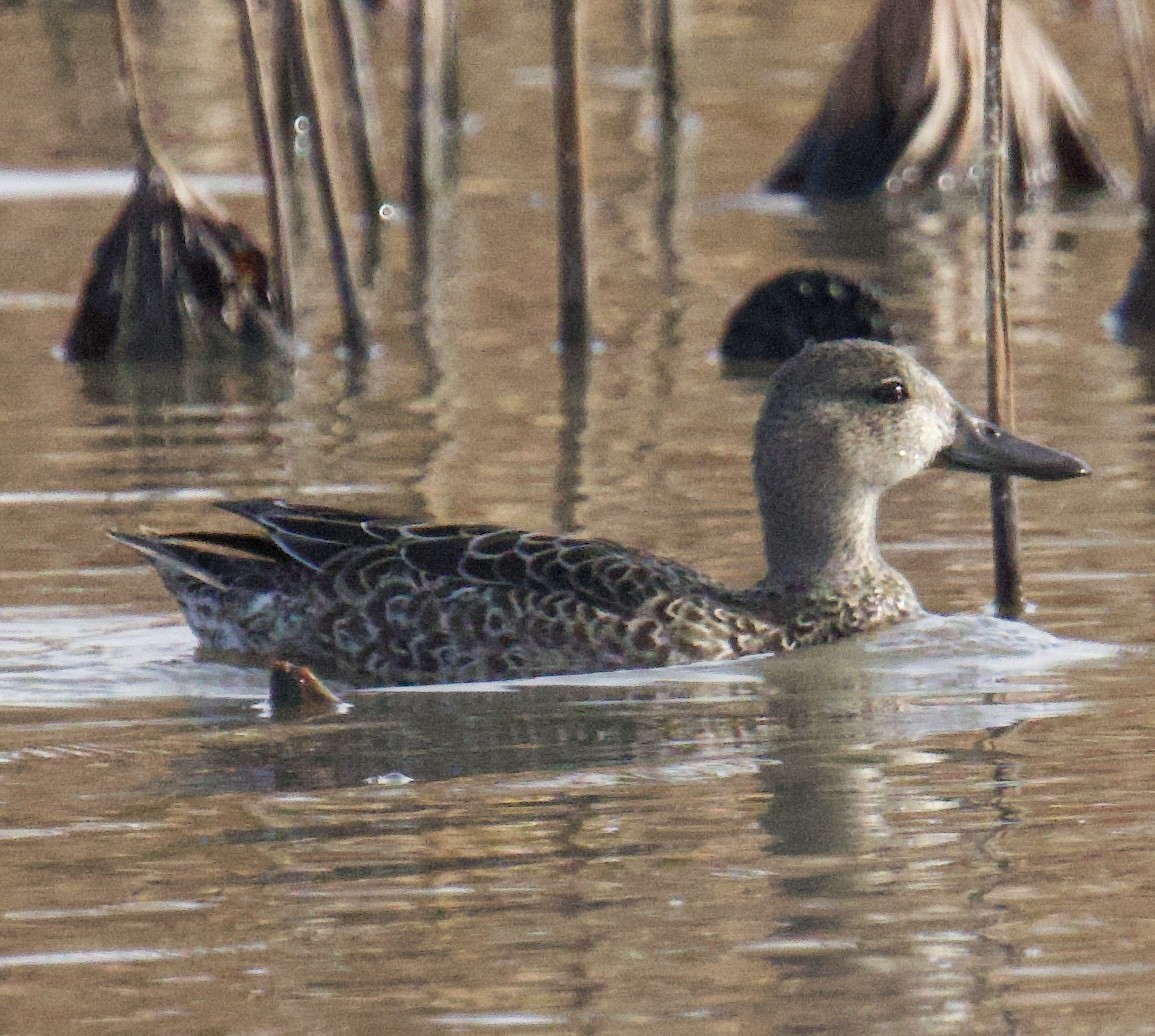 Blue-winged Teal - ML645500590