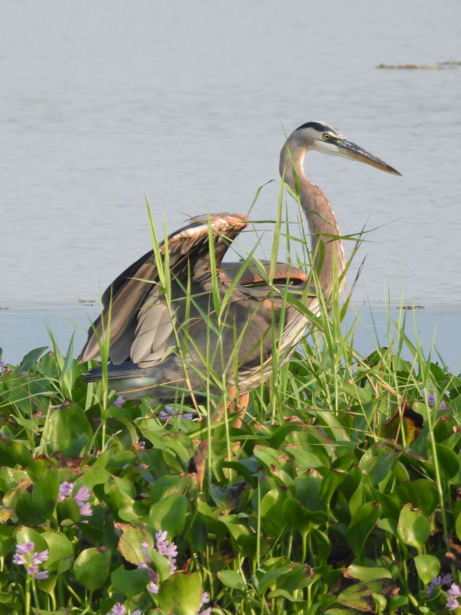 Great Blue Heron - ML645500591