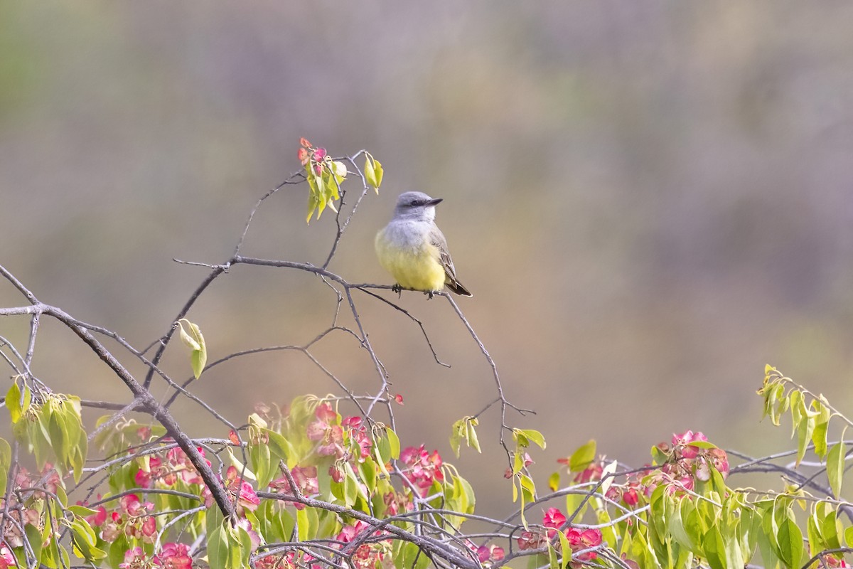 Western Kingbird - ML645500592